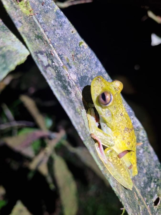 Tortuguero Villas Buitenkant foto