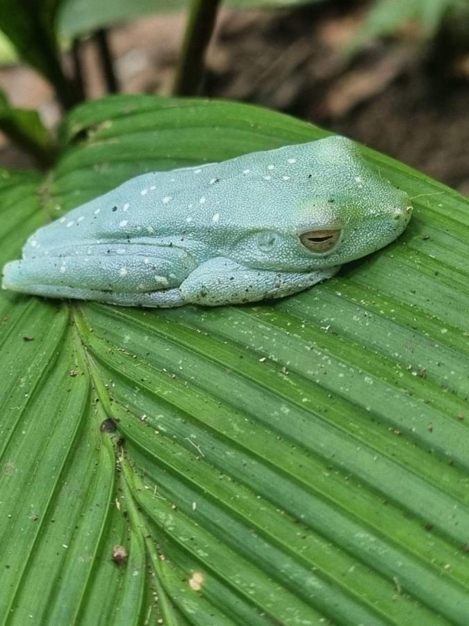 Tortuguero Villas Buitenkant foto